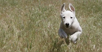 Dog Run