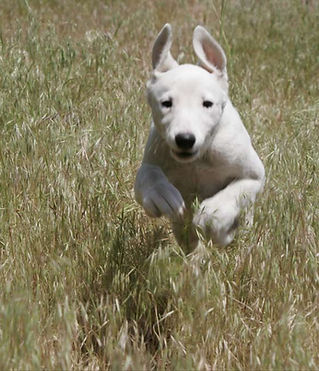 Dog Run
