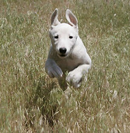 Dog Run