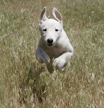 Dog Run