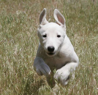 Dog Run