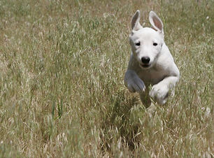 Dog Run