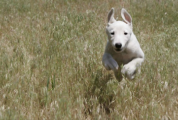 Dog Run