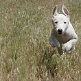 Greyhound Wimbledon