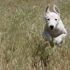outdoor dog first aid