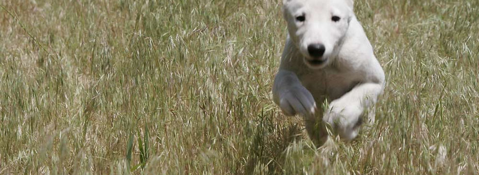 Dog Run