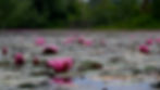 2024-06-18_Reinstein_woods_lillieseverywhere_DSC2303_pixels_sig_1920x1080_near_80pct.jpg