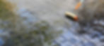 Sealing-Stamped-Concrete-Powells-Concrete-Augusta_edited.jpg