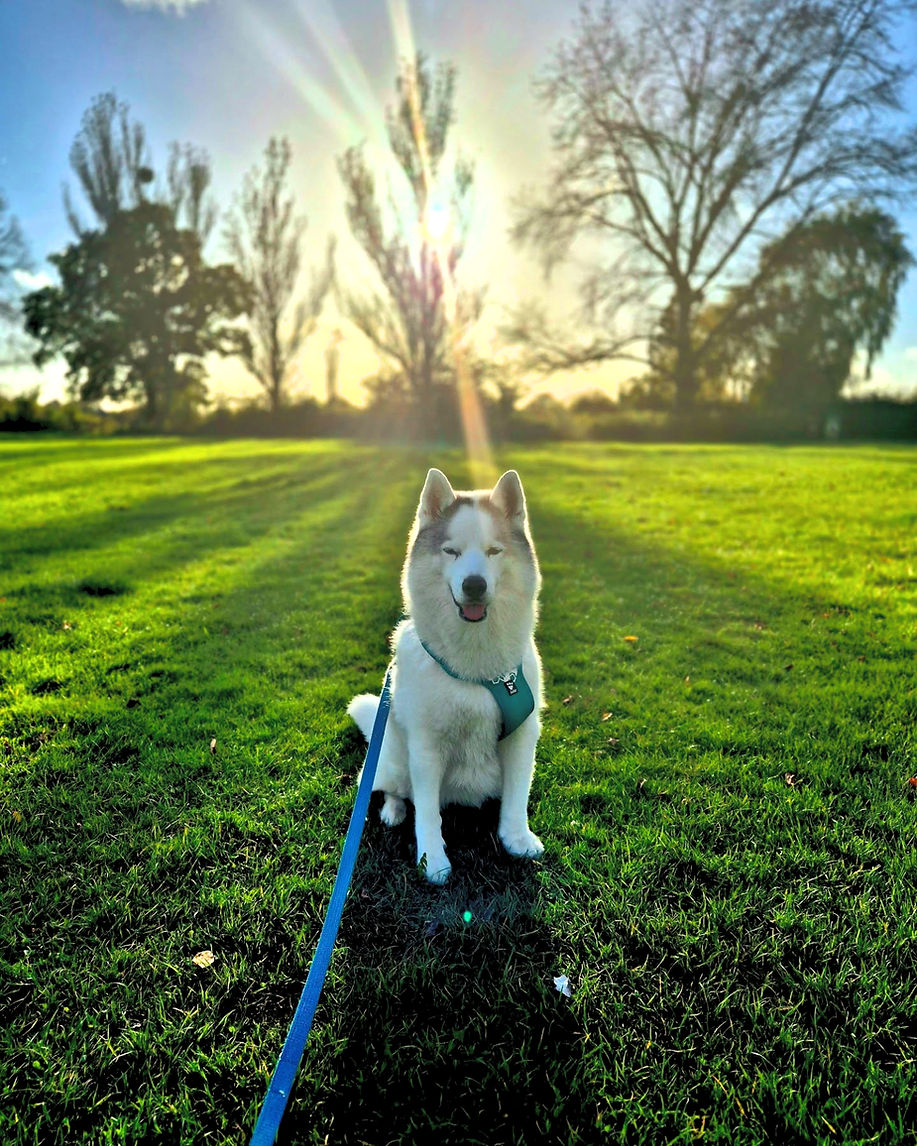 Aunty Lexy's Pet Care - Pixie2_edited.jpg