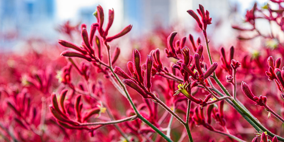 Sydney Tropical Garden Ideas - Kangaroo Paw