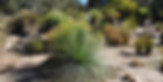 Australian natives can offer a great drought-sturdy planting solution for your garden or landscaping renovation. Minimal maintenance and ecologically responsible, check out some of these varietals for your backyard upgrade - snow, gum, silver wattle, red gum, banksia, paperbark, bottlebrush, acacia, hakea, coastal rosemary, silky spinifex, kangaroo grass.