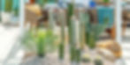 Xeriscaping has enjoyed a sudden burst of popularity in Australia. Not only are the low maintenance qualities conducive to our hot and dry climate, but it also complements our laid back, beach-loving lifestyle.