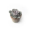 Succulent