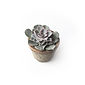 Succulent