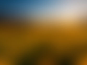 The Secret Buttercups Field