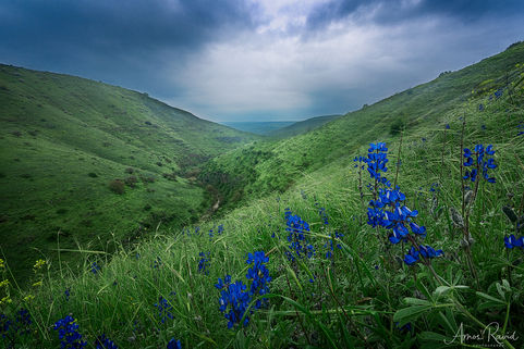 Lupines at Tabor, Israel
תורמוסים בנחל תבור,  צילום נוף