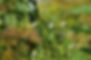 DSC00107.JPG