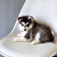 ポンスキー ポンスキーブリーダー pomsky ポンスキー子犬