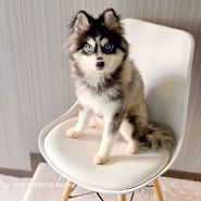 ポンスキー ポンスキーブリーダー pomsky ポンスキー子犬