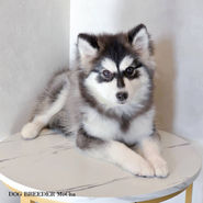 ポンスキー ポンスキーブリーダー pomsky ポンスキー子犬