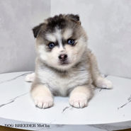 ポンスキー　ポンスキーブリーダー pomsky ポンスキー子犬