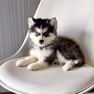 ポンスキー ポンスキーブリーダー pomsky ポンスキー子犬
