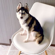 ポンスキー ポンスキーブリーダー pomsky ポンスキー子犬