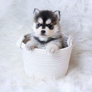 ポンスキー　ポンスキーブリーダー pomsky ポンスキー子犬