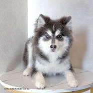 ポンスキー ポンスキーブリーダー pomsky ポンスキー子犬