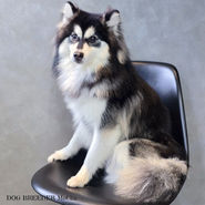 ポンスキー　ポンスキーブリーダー pomsky ポンスキー子犬