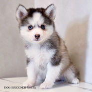 ポンスキー ポンスキーブリーダー pomsky ポンスキー子犬