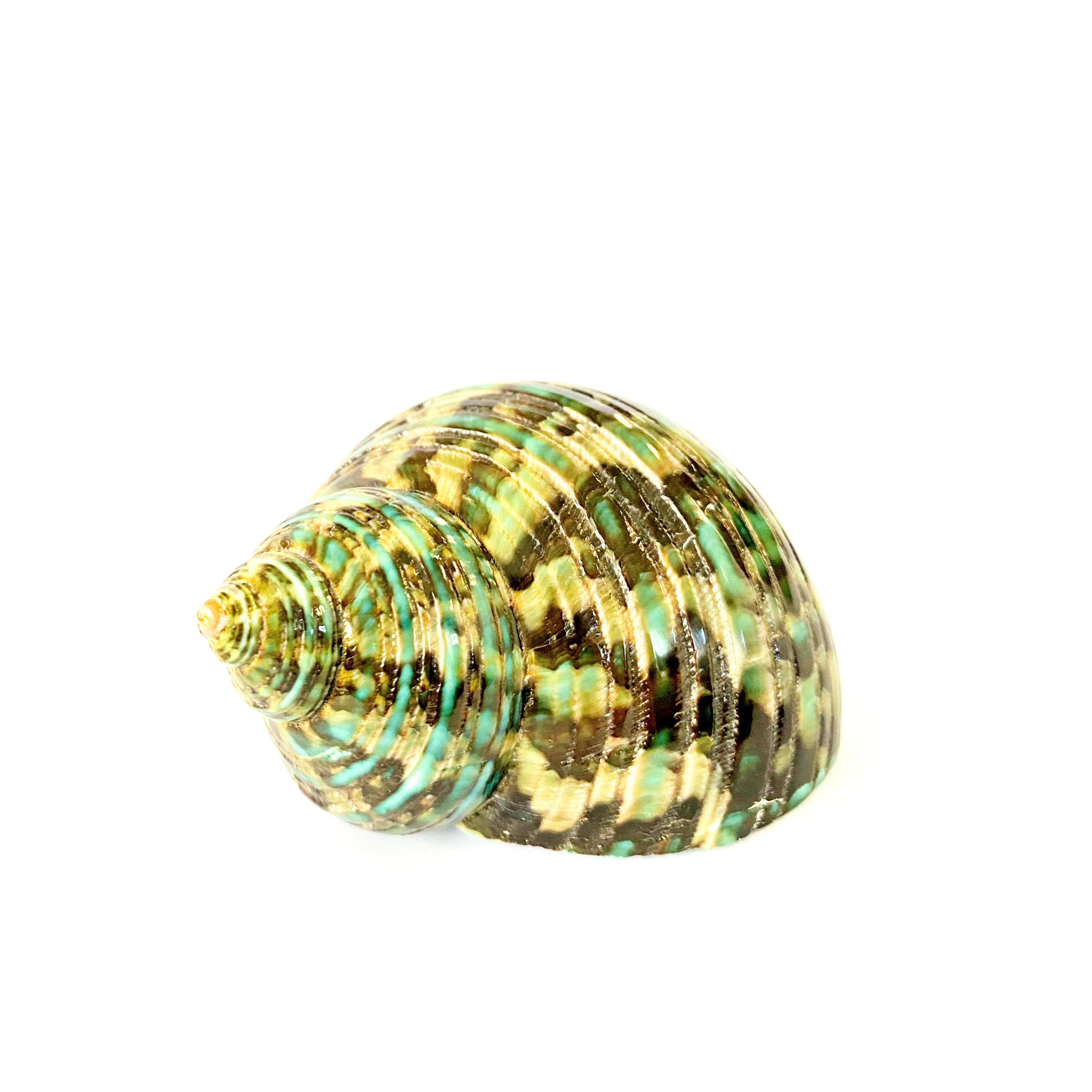 Ракушка для декоративных работ №4