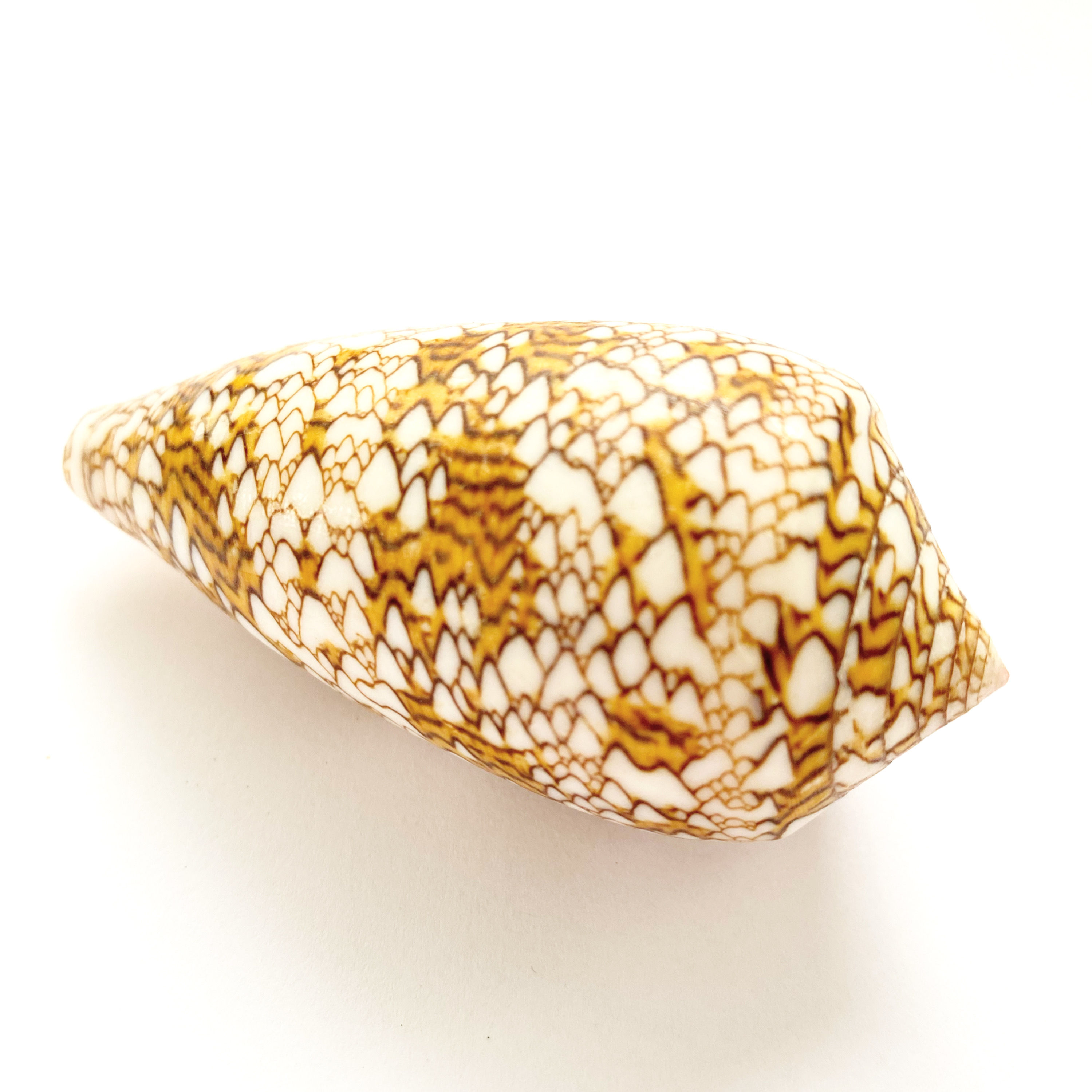 Ракушка для декоративных работ №2