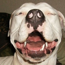 Is Your Dog Happy or Sad?