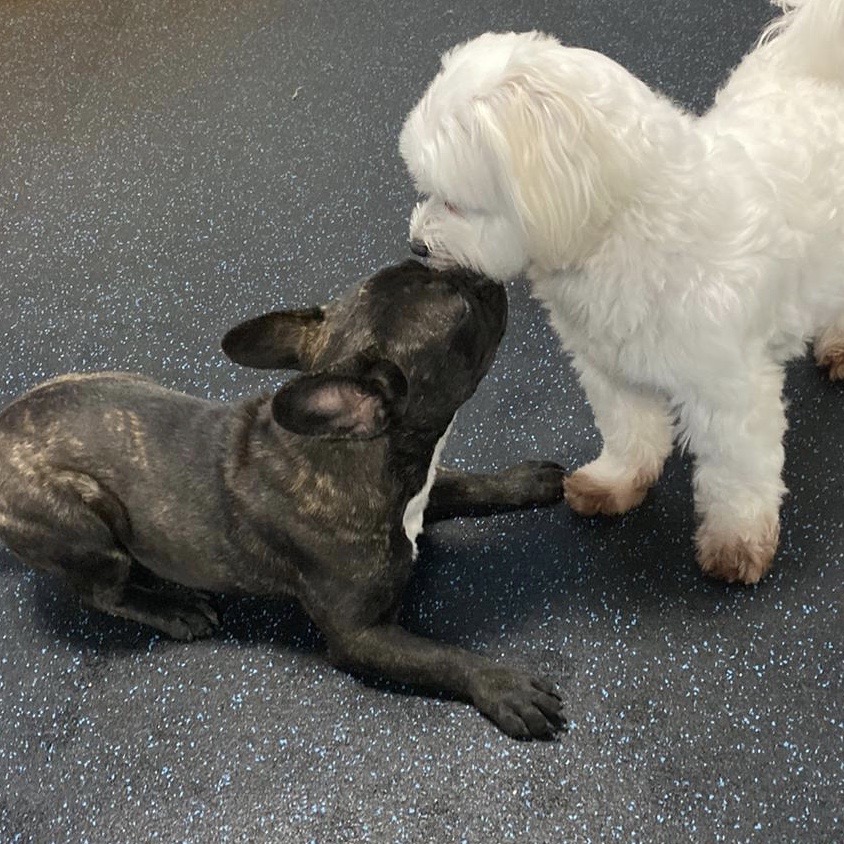 Pepe Le Pooche Resort & Spa dog daycare packages, cageless dog hotel