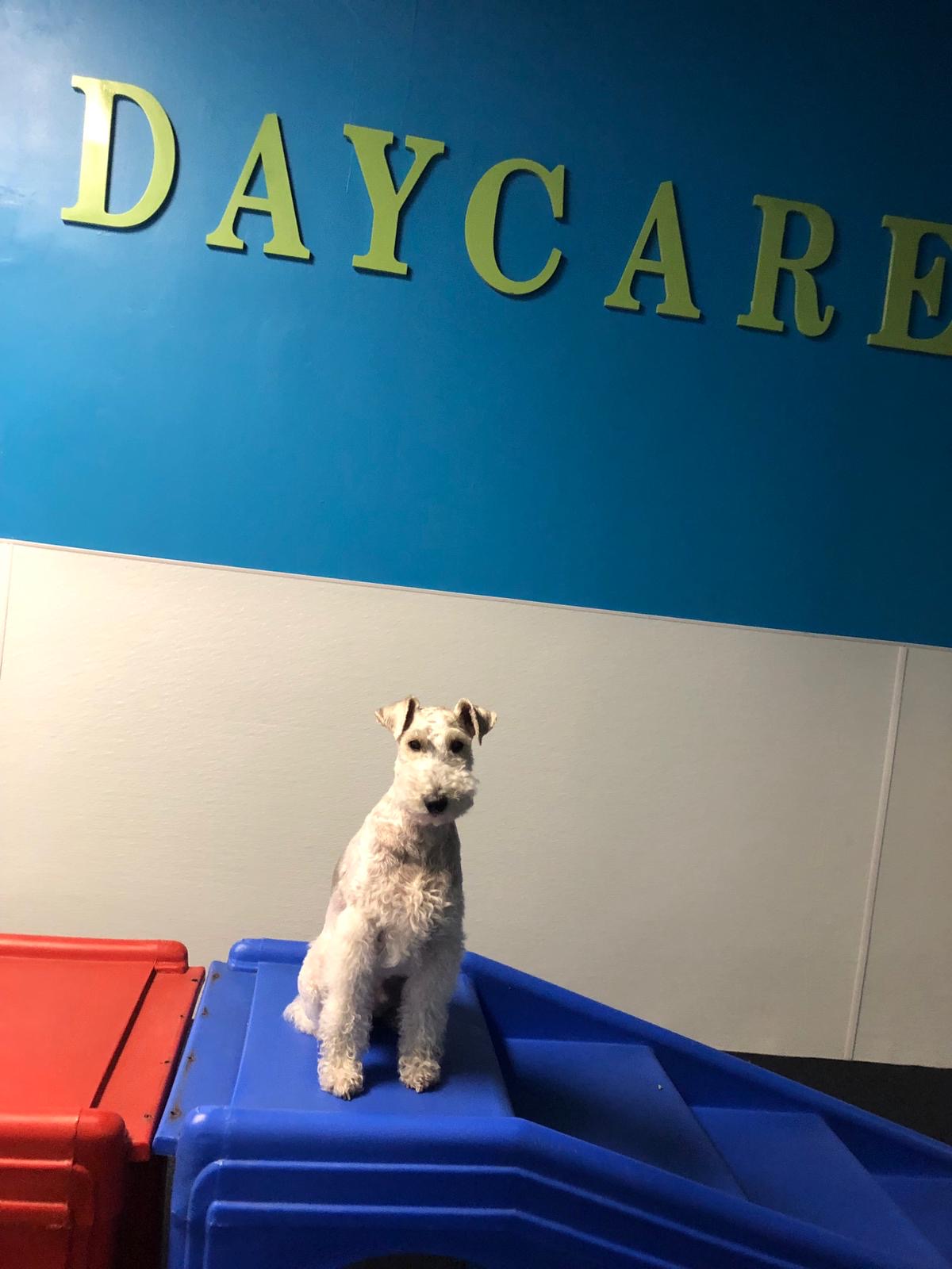 Pepe Le Pooche Resort & Spa dog daycare packages, cageless dog hotel
