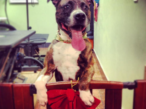Best Dog Boarding Hotel For Larger Dogs In Miami