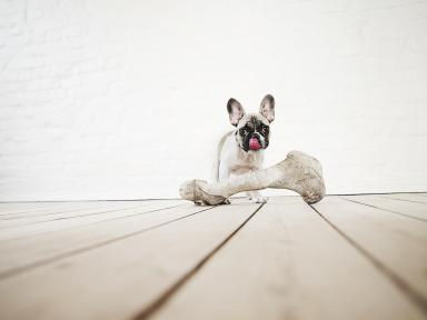 Are Bones Safe for Dogs?