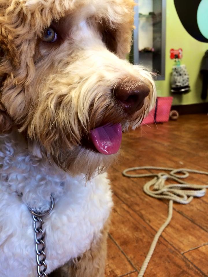 Pepe Le Pooche Resort & Spa dog daycare packages, cageless dog hotel