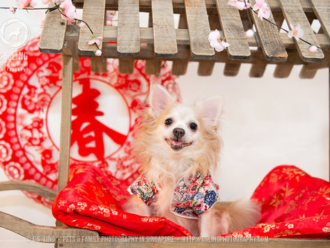 6 Great Ways to Celebrate Chinese New Year With Your Pet!