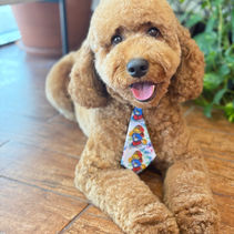 At Pepe Le Pooche Resort & Spa, we know your dog isn’t just a pet they’re family. And like any well-loved family member, they deserve to look and feel their best. That’s where regular grooming comes in not just as a beauty boost, but as a cornerstone of total well-being.