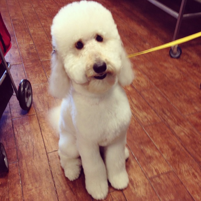 Pepe Le Pooche Resort & Spa dog daycare packages, cageless dog hotel