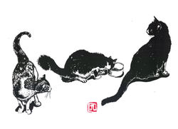 moyen 3CHATS NOIR- BLANC