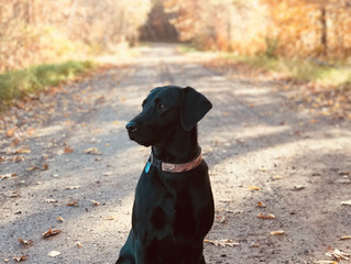 Harley