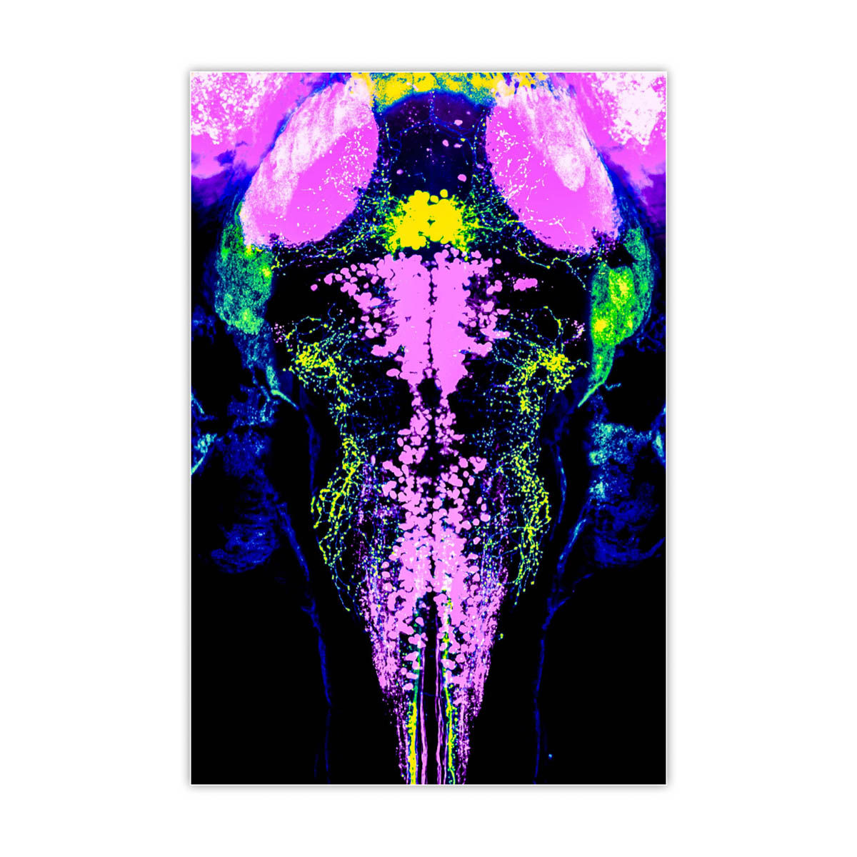 Neurones en Lumières V, Claire Wyart et Martin Carbo-Tano