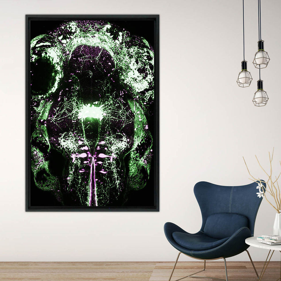 Thumbnail: Colorful Network IV, Claire Wyart and Martin Carbo-Tano
