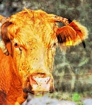 Kuh, Unvollkommenheit, Unperfekt