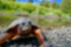Wood Turtle Program