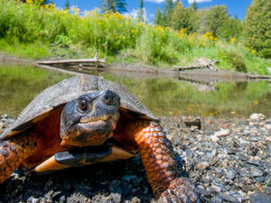 Closeup of a wood turtle on a rocky shore with freshwater and native plants in the background.