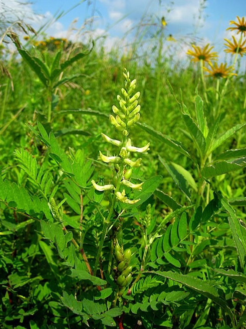 Canadian milkvetch with blooms and seedpods;